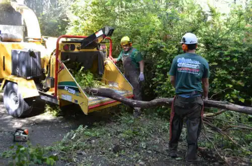 tree services East Galesburg